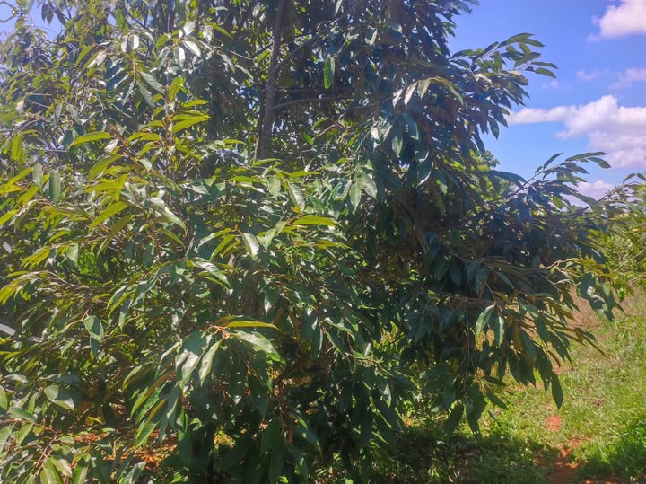 Bán Gấp Đất Vườn Đắk Nông 1ha - Sầu Riêng Trĩu Quả, Gần Chợ Kiến Đức