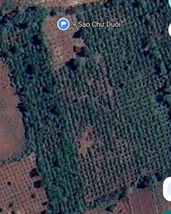 Bán gấp 9000m² đất đỏ cà phê, Chư Sê, Gia Lai - Sẵn sàng khai thác