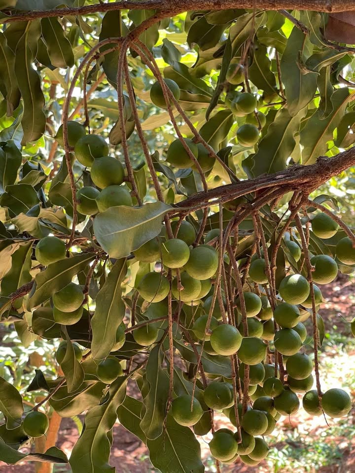 Bán Rẫy Mắc Ca 8.4 Sào Tại Chư Sê, Gia Lai - Thu Hoạch Tốt, Giá 1.36 Tỷ