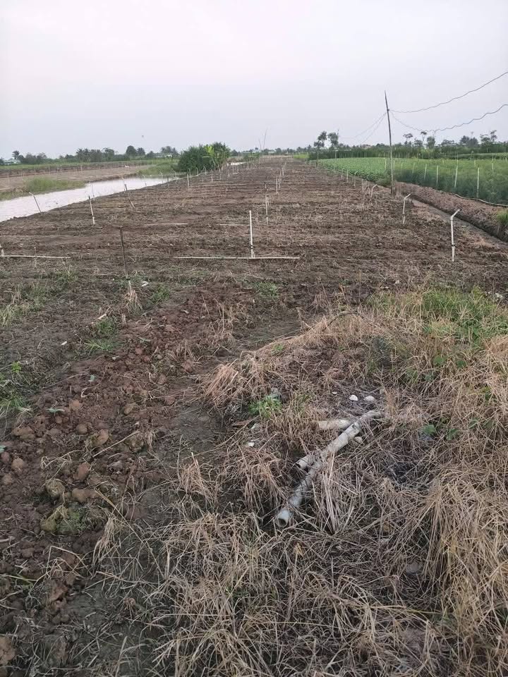 Đất Vườn Tiền Giang - 1000m² Mặt Tiền Kênh, Giá Đầu Tư 220 Triệu