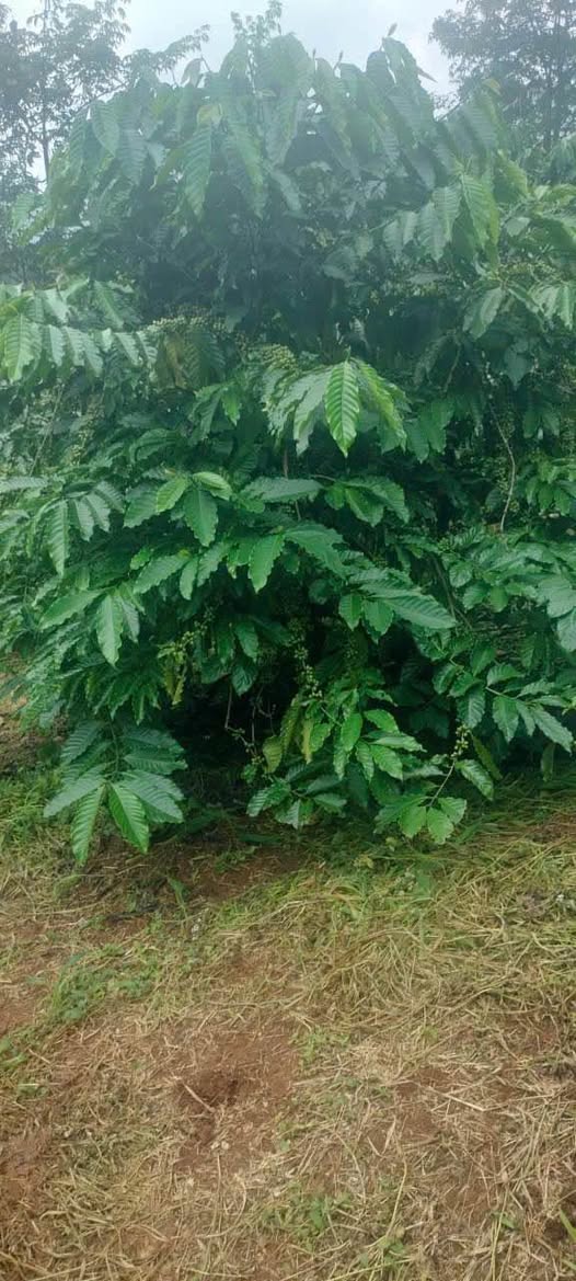 Bán Đất Nền 1.8ha Xã Quảng Tân Tuy Đức - Sổ Đỏ Rõ Ràng