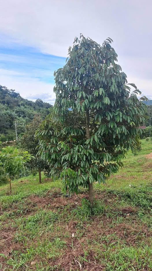 Bán Gấp Vườn Sầu Riêng 7560m² Lộc Thanh, Bảo Lộc - Giá Đầu Tư 1.3 Tỷ