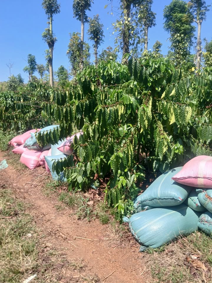 Bán Đất Vườn 13000m² Đức Mạnh, Đắk Mil - Sổ Đỏ, Giá 2.6 Tỷ