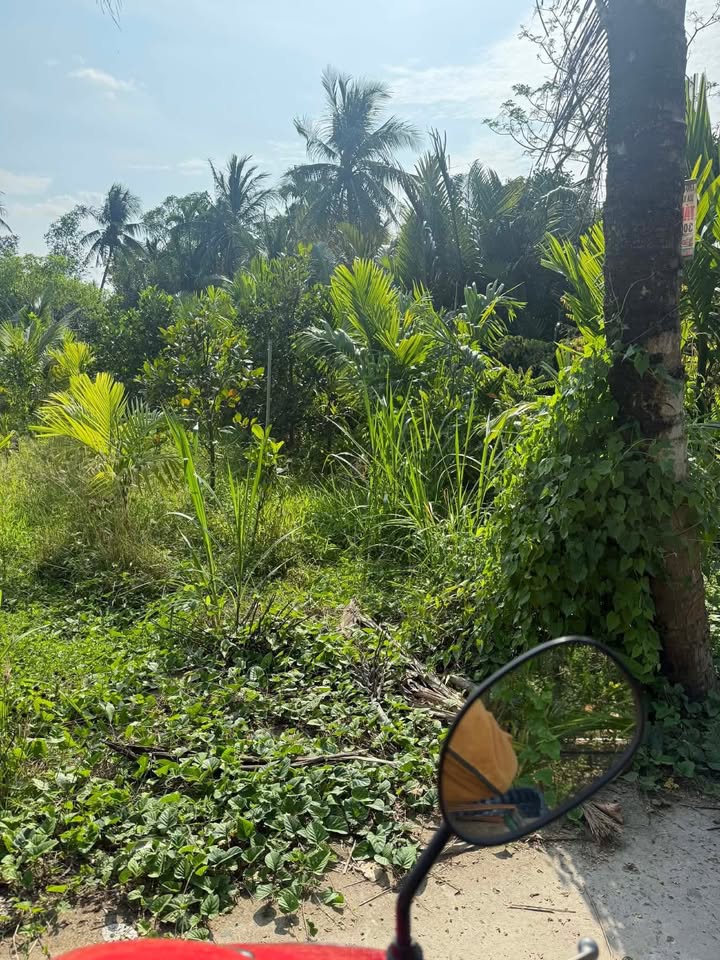 Bán Đất Nền Phú Mỹ, Mỏ Cày Bắc - 491.5m² Sổ Thổ Cư, Giá 350 Triệu