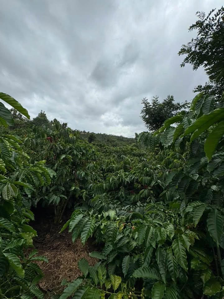 Bán Gấp Đất Vàng 3000m² Mặt Tiền Hẻm Đại Lộ Đông Tây, Phú Yên - Giá Đầu Tư 1.8 Tỷ