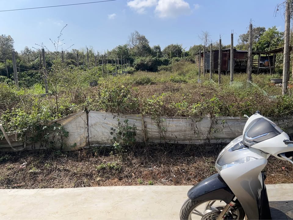 Bán Đất 500m² Xã Cư Bao, Buôn Hồ - Sổ Hồng TC, Gần Chợ & Trường Học