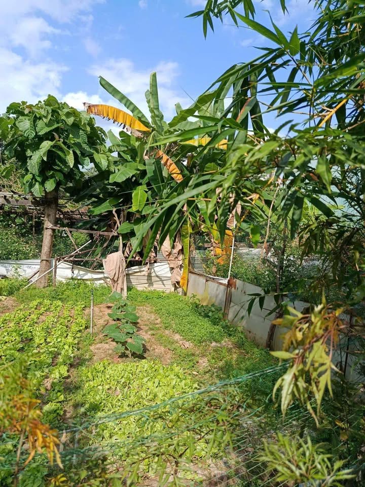 Bán Đất Nền 100m² Mặt Tiền Hồng Phước 1, Liên Chiểu - Sổ Đỏ Vuông Vức