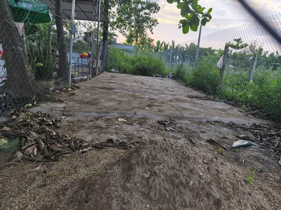 Đất MT Mẹ Suốt 80m² - Sát Chợ Hòa Khánh Nam, Đà Nẵng - 1.1 Tỷ