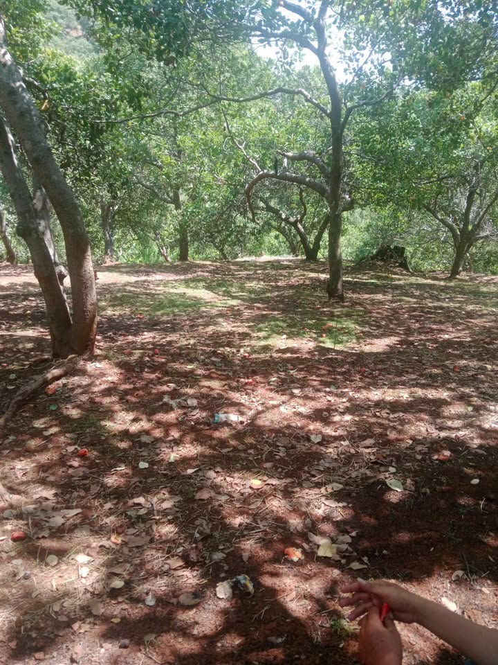 Đất Vườn 3.8ha Bình Phước - Sẵn Sổ - Giá 2.6 Tỷ