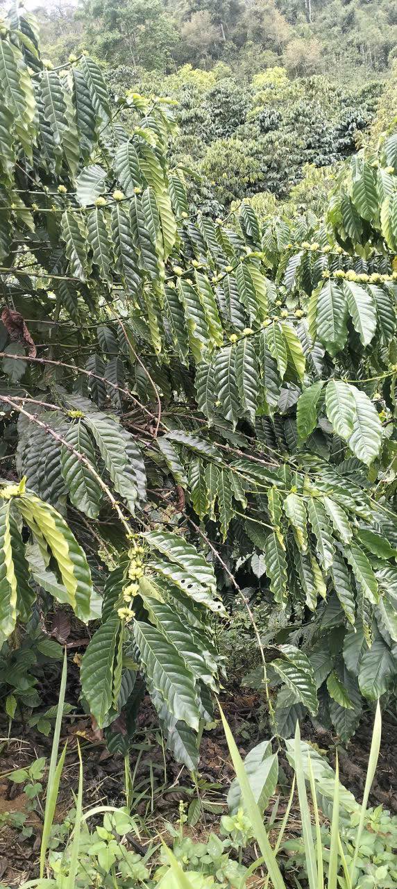 Bán Gấp Farm 10.205m² Đạ Long, Đam Rông - Có Sẵn Điện Nước, Chòi Ở