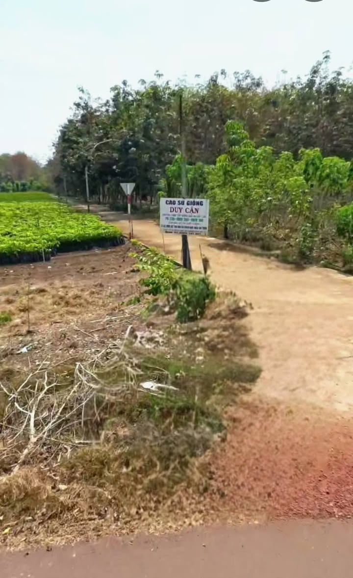 Bán Gấp Đất 155m² Đồng Phú - Giá Chỉ 450 Triệu, Sổ TC