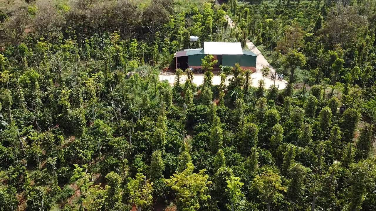 Farm 7200m² Đắk Nông - Vườn Cà Phê, Tiêu, Mía - Giá 2.3 Tỷ