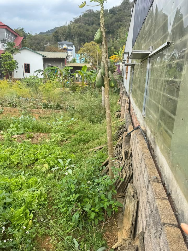 Đất Nền Trung Tâm Mộc Châu 137m² - Sổ Đỏ Sẵn Sàng, Giá Tốt