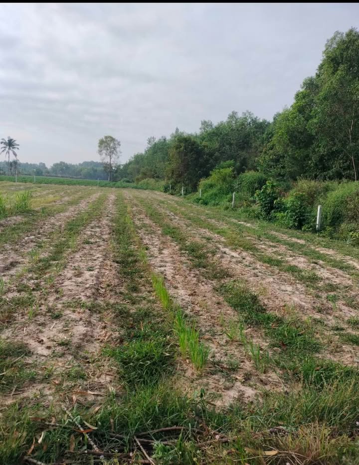 Đất Vườn Hóc Môn 3780m² - Sổ Đỏ Chính Chủ, Dân Cư Đông Đúc