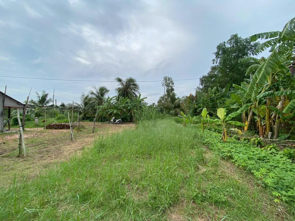 Bán Nền 85m² Phong Điền, Cần Thơ - Gần Đường 917, Hướng Bắc