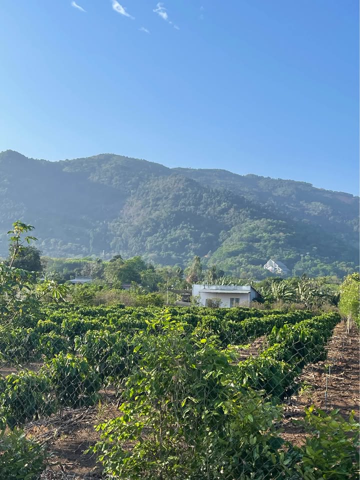 Đất Nền View Núi Chứa Chan 170m² Xuân Lộc - Giá Đầu Tư 550 Triệu