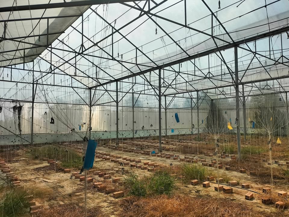 Đất Vườn Công Nghệ Cao 10.238m² An Giang - Sầu Riêng, Dưa Lưới Giá 4 Tỷ