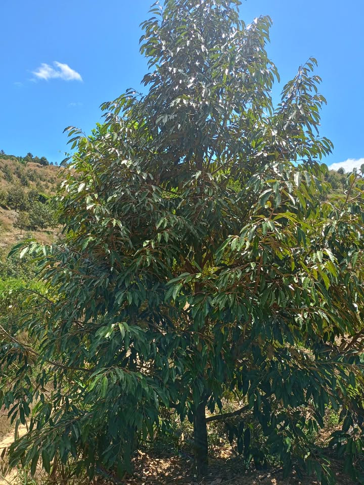 Bán Gấp 10ha Farm Sầu Riêng, Cafe Đam Rông - Sẵn Sổ, Tưới Tiêu Thoải Mái