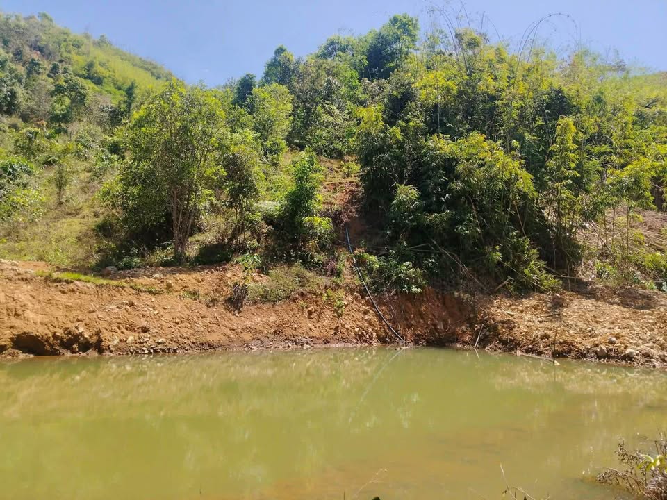 Bán 10.000m² Đất Trồng Cây tại Đắk Nuê, Đắk Lắk - Giá Chỉ 320 Triệu