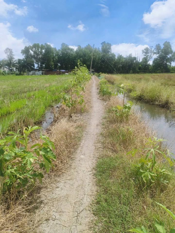 Đất Lúa Tân Trụ Long An 4788m² - Sổ Riêng, Giá Đầu Tư 3.85 Tỷ