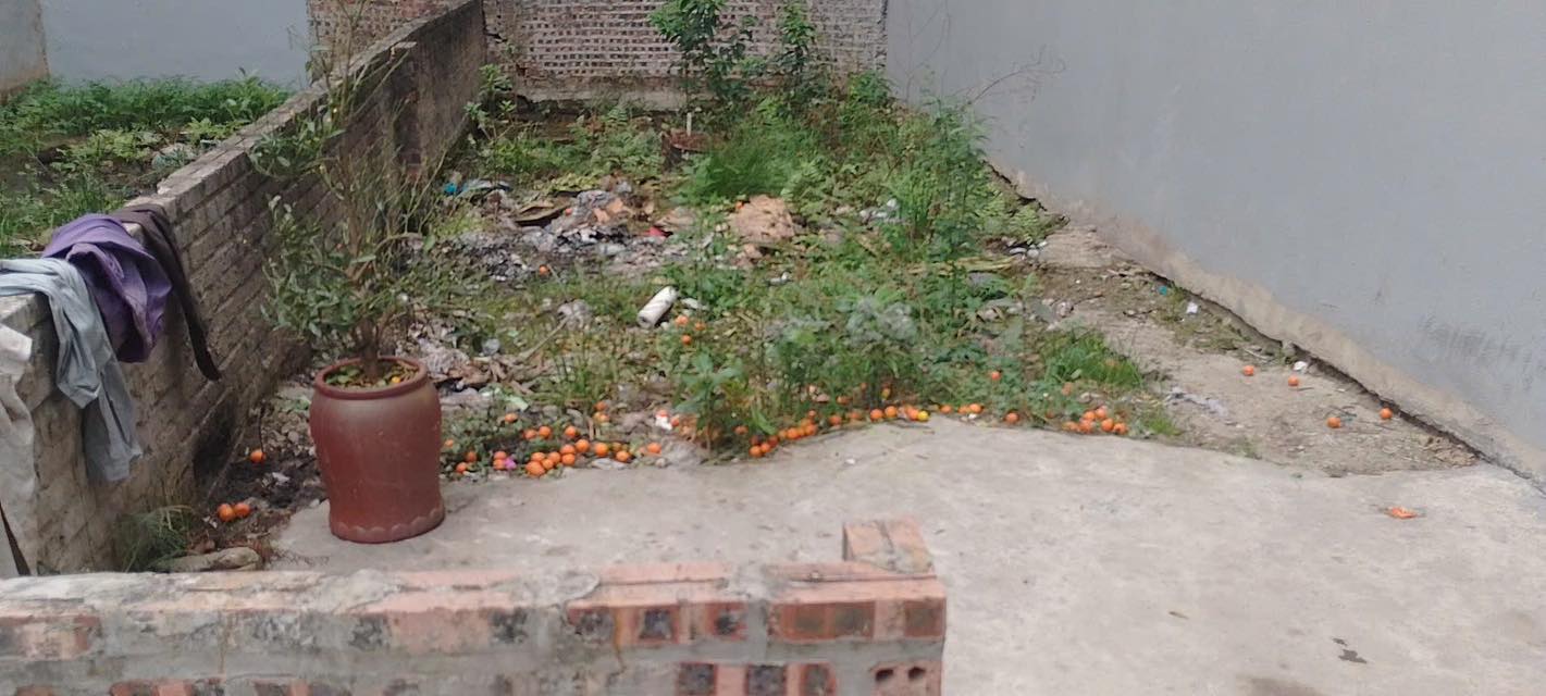 Đất nền Thượng Cát 50m² - Sổ đỏ sẵn, giá tốt trước sóng tăng