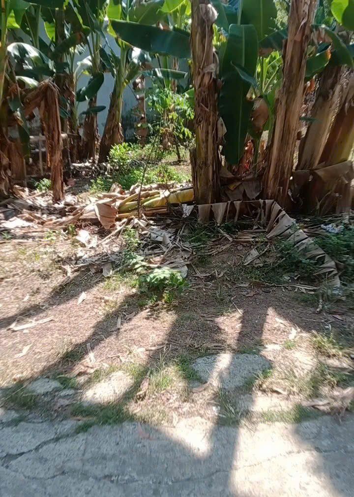 Bán đất 310m² Sông Trầu, Đồng Nai - Giá 750 triệu, Sổ đỏ chính chủ