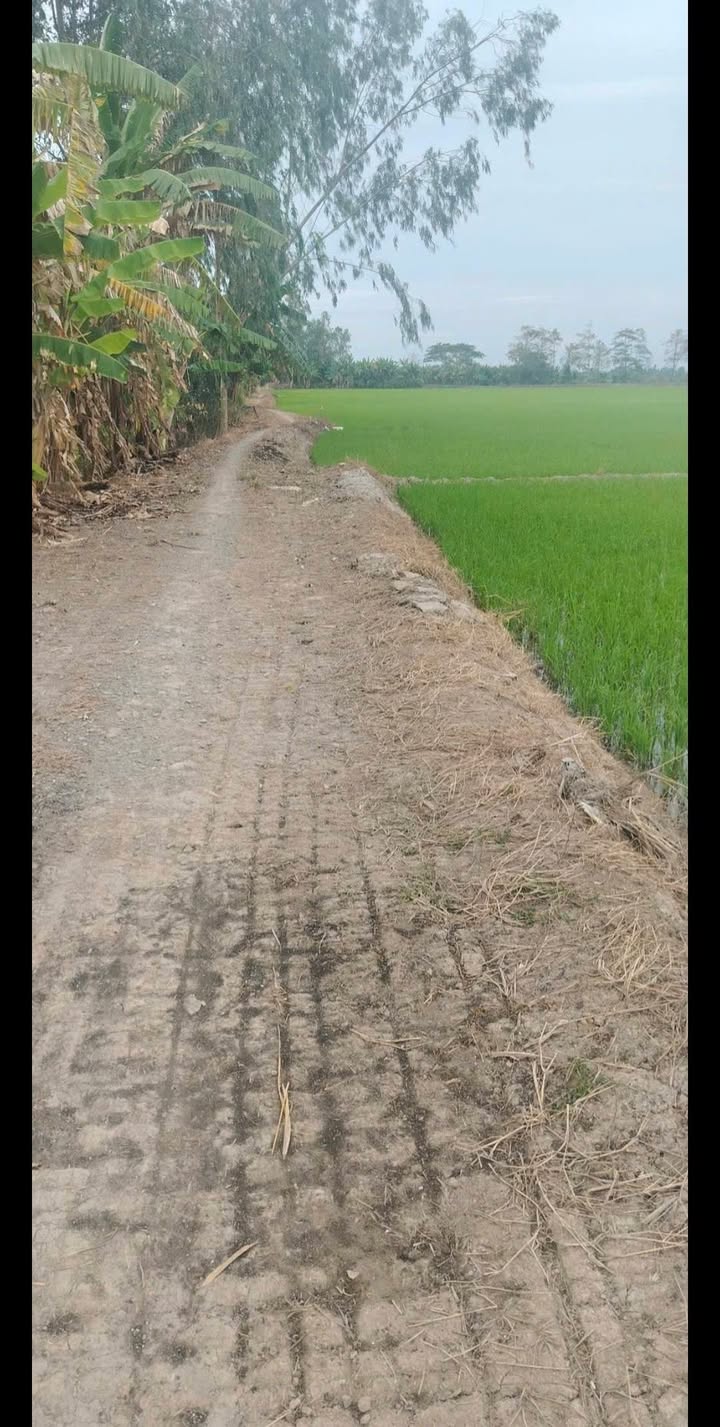 Bán Gấp 3 Công Đất Vườn An Giang - Sẵn Sàng Kinh Doanh Kênh Sườn