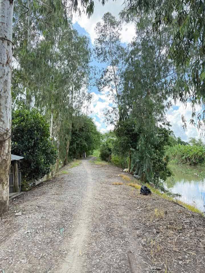 Bán Gấp Đất Vườn 9ha Mặt Tiền Kênh Lớn, An Giang - Giá Đầu Tư 17.01 Tỷ