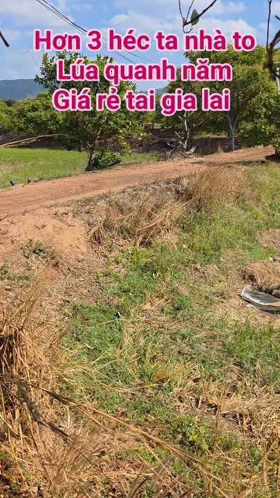 Farm 3ha Xã Ia Lâu, Chư Prông, Gia Lai - Giá 30 Tỷ, Bán Gấp