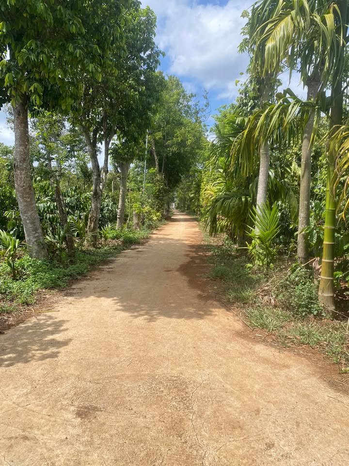 Farm 4600m² Đắk Lắk - Có Sầu Riêng, Sẵn Sổ Đỏ, Giá 2.65 Tỷ