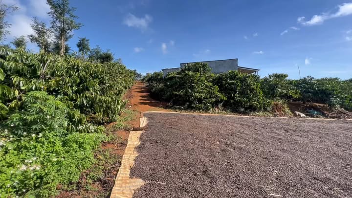 Bán Gấp Đất Vườn Đắk Song 3ha, Sổ Đỏ Chính Chủ, Giá 6 Tỷ