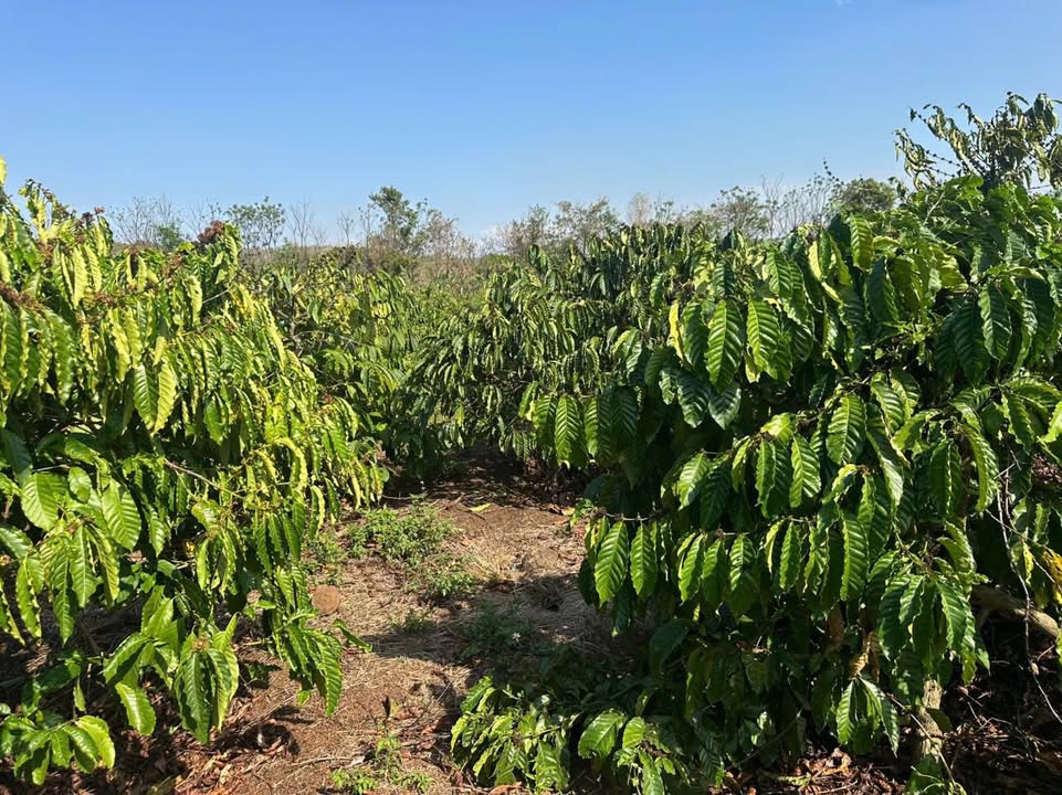 Đất Đỏ Bazan 8ha Xã Lơ Pang, Mang Yang - Giá Đầu Tư 1.5 Tỷ/ha