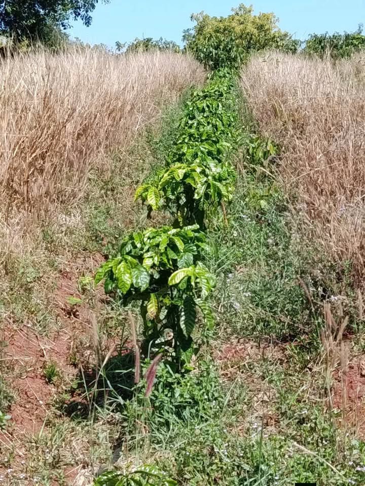 Đất Vườn Gia Lai 2.2ha - Vườn Cafe Tuyệt Đẹp Tại Đăk Đoa, Giá F0