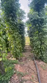 Bán Đất Vườn Đắk Mil 18.000m² - 4.6 Tỷ Có Thương Lượng - Vị Trí Đẹp