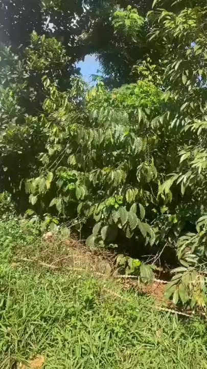 Bán đất 10.000m² Đắk Ngo, Đắk Lắk - Sổ đỏ chính chủ, ôm suối lớn