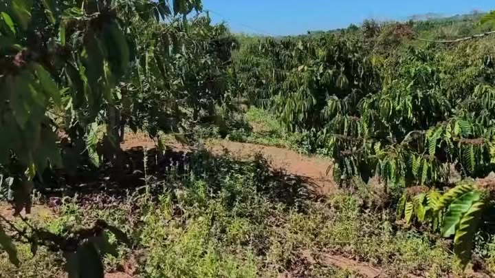 Farm Cà Phê Kinh Doanh 2.3ha Gia Lai - Sổ Đỏ Chính Chủ