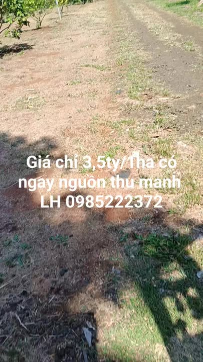 Bán Gấp 3ha Sầu Riêng, Cà Phê Thu Mạnh Tại Bù Đăng, Bình Phước - Giá Đầu Tư 3.5 Tỷ/ha