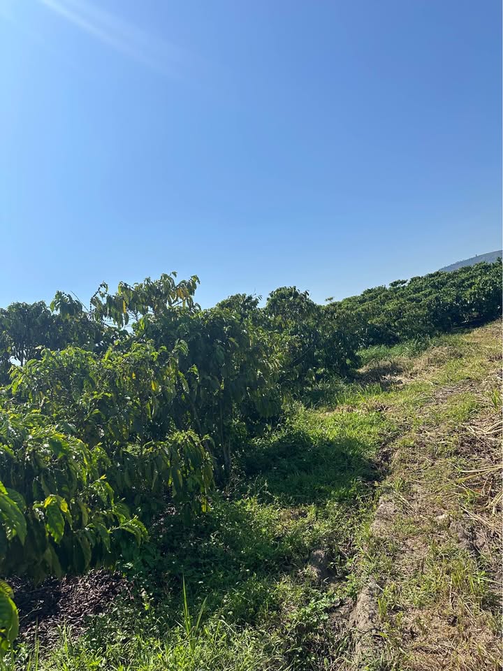 Bán Đất 10.000m² Tại Lâm Hà, Lâm Đồng - Giá 3.7 Tỷ, Sẵn Sổ Đỏ