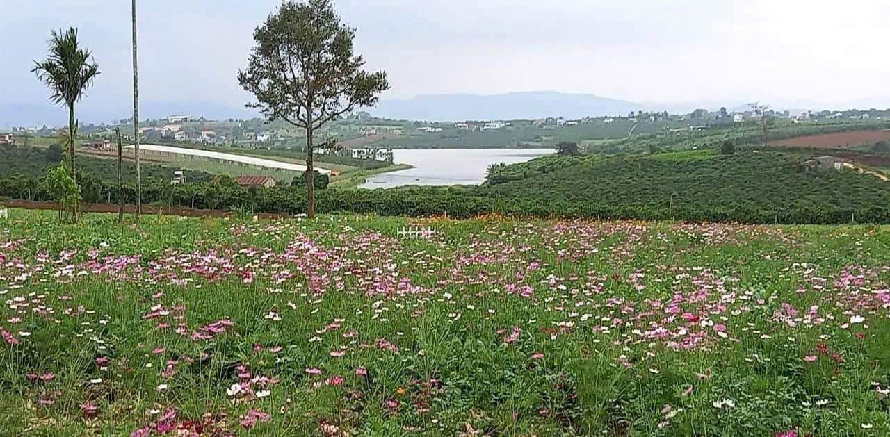 Đất Nền View Hồ Lâm Hà 524m² - Sổ Đỏ Thổ Cư - Chỉ 1.15 Tỷ