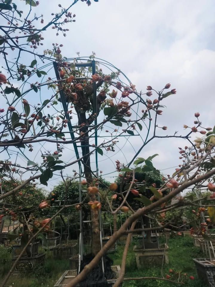 Đất Nền Phụng Công, Văn Giang 100m² - Sổ Đỏ Sẵn Sàng Giao Dịch