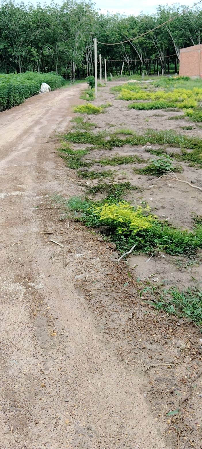 Bán Đất Vườn Tân Biên, Tây Ninh - 2400m², 2 Mặt Tiền, Giá 570 Triệu