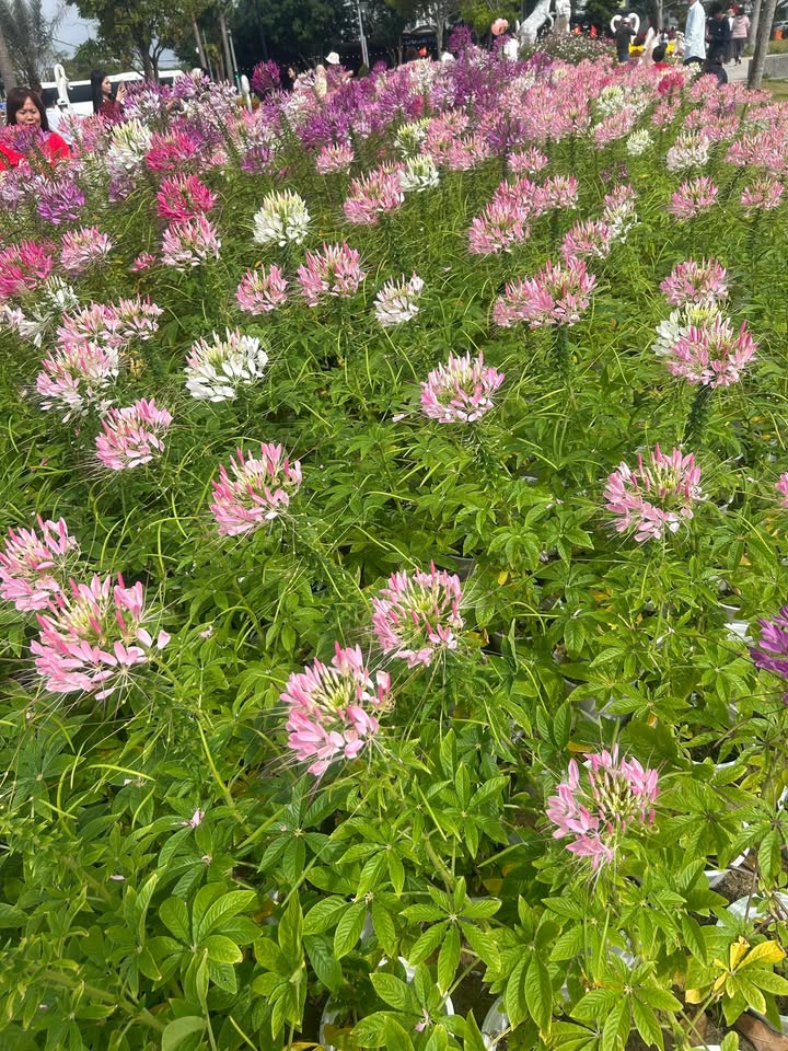 Bán đất tặng dãy trọ Hải Châu 95m² - Giá 4,x tỷ - Đầu tư sinh lời