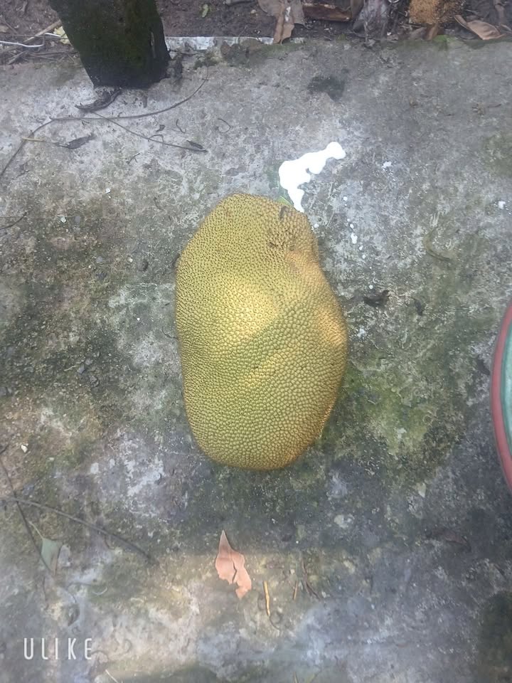 Đất thổ cư 100m² mặt tiền DH620 Bến Cát, Bình Dương - Giá 2 tỷ, kinh doanh sầm uất