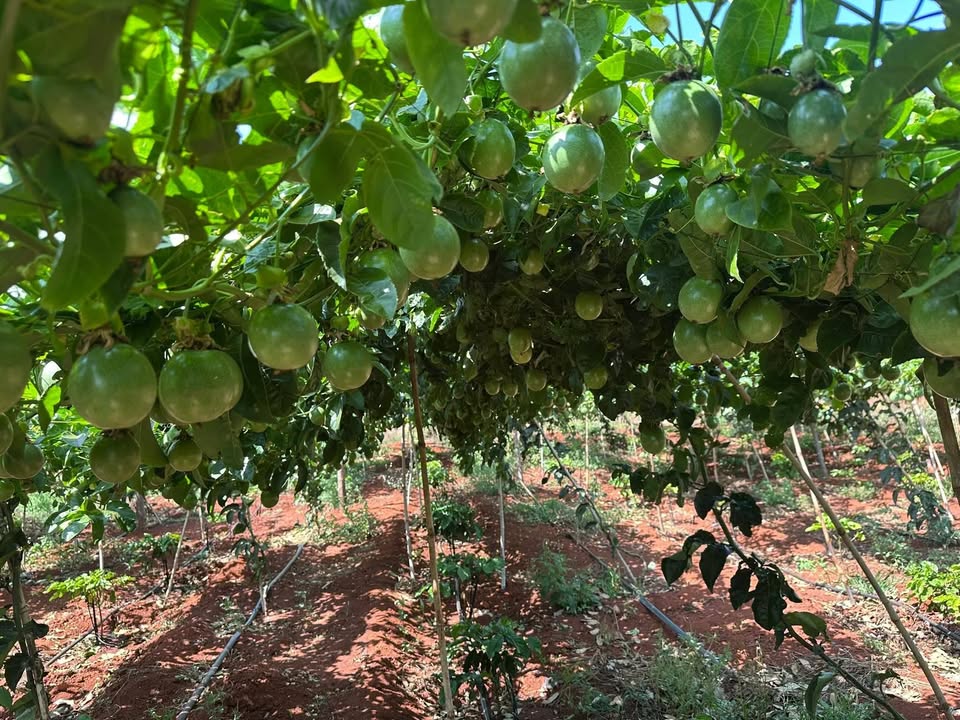 Bán Gấp Trang Trại 3ha Kon Chiêng, Gia Lai - Vườn Chanh Dây, Cà Phê, Điện 3 Pha