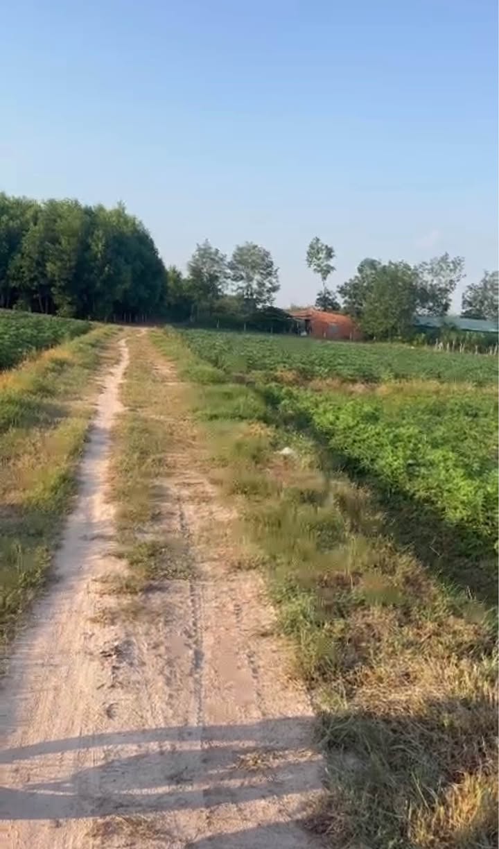 Đất Vườn 15000m² Mặt Tiền Rộng - Đầu Tư Sinh Lời Tại Suối Dộp, Tây Ninh