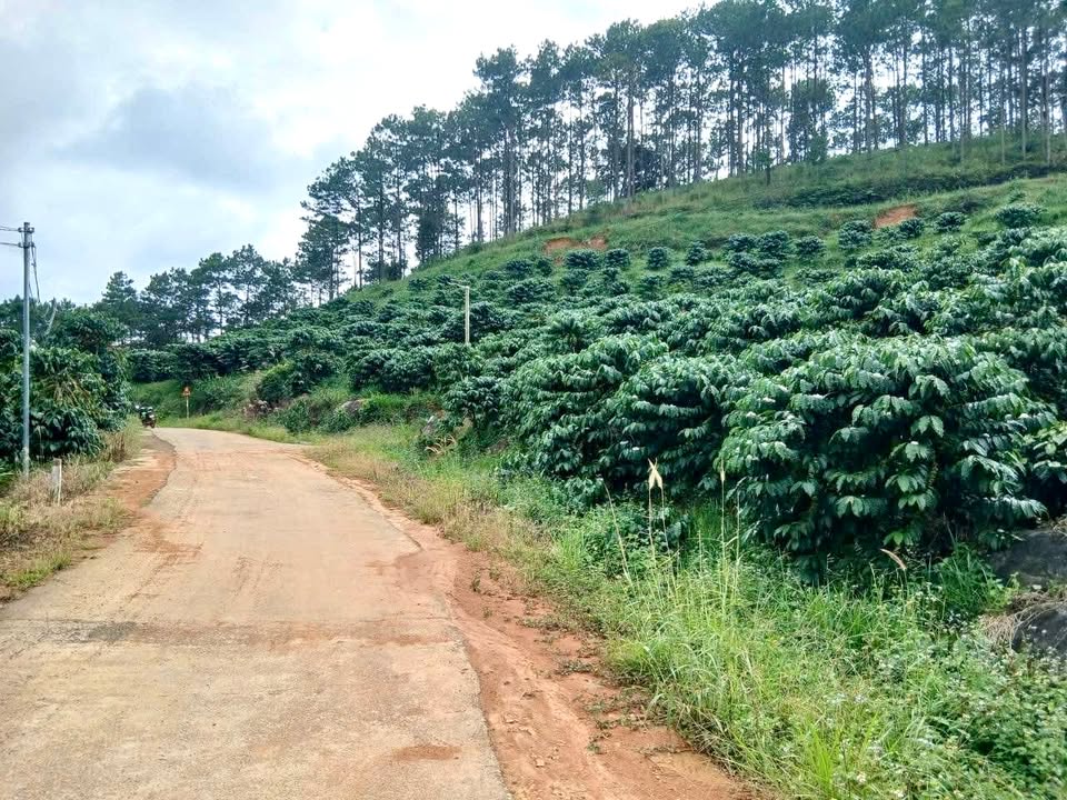 Đất Farm 11.000m² Mặt Tiền 200m - Đầu Tư Nghỉ Dưỡng Tại La Gi, Bình Thuận