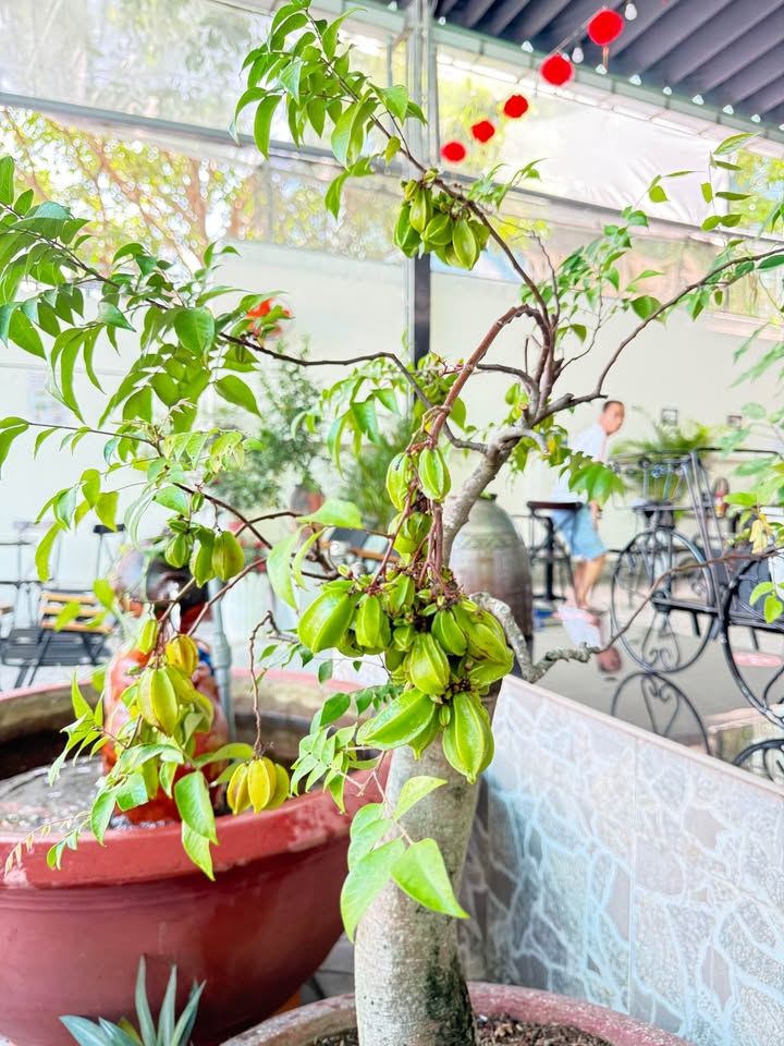 Đất Vàng 172m² Phường 12, Quận 5 - Sổ Đỏ Chính Chủ, Giá 3.6 Tỷ