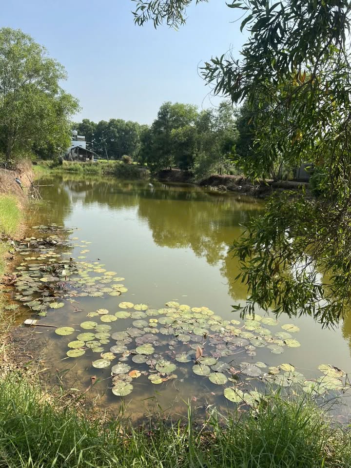 Đất Vườn Long An 2400m² - Sổ Đỏ Riêng, Giá 2.6 Tỷ