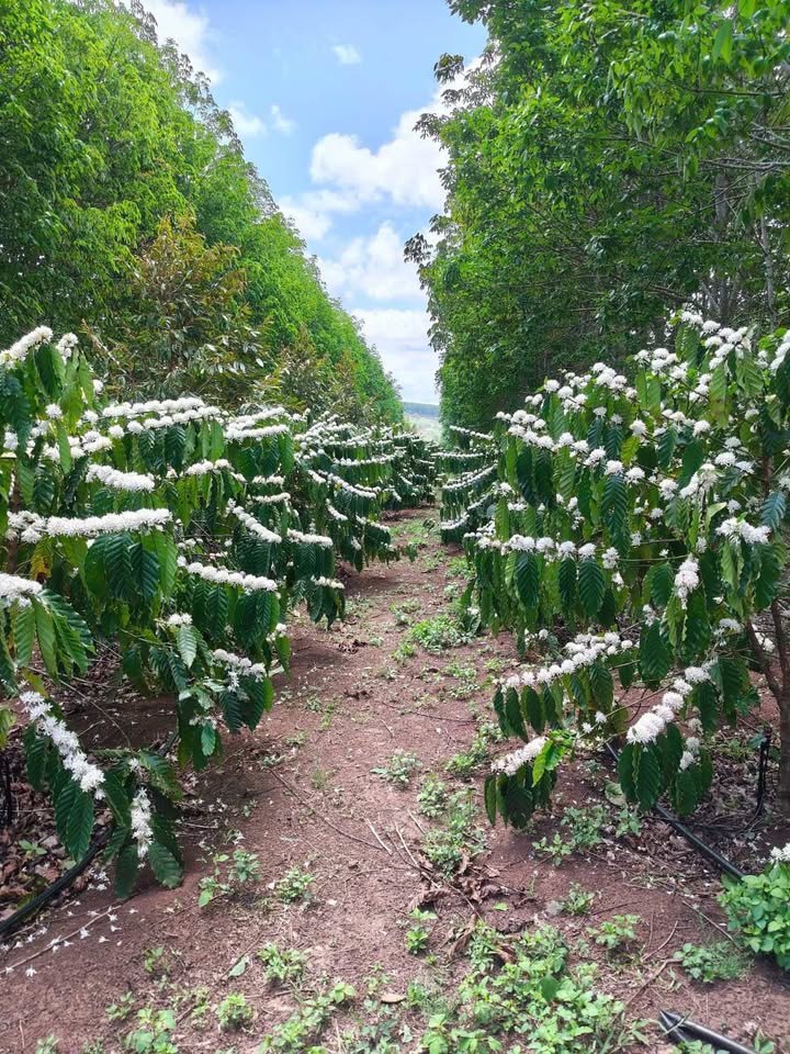 Bán Gấp Farm 6ha Phú Yên - Thu Nhập 1.5 Tỷ/Năm - Sổ Đỏ Sẵn Sàng