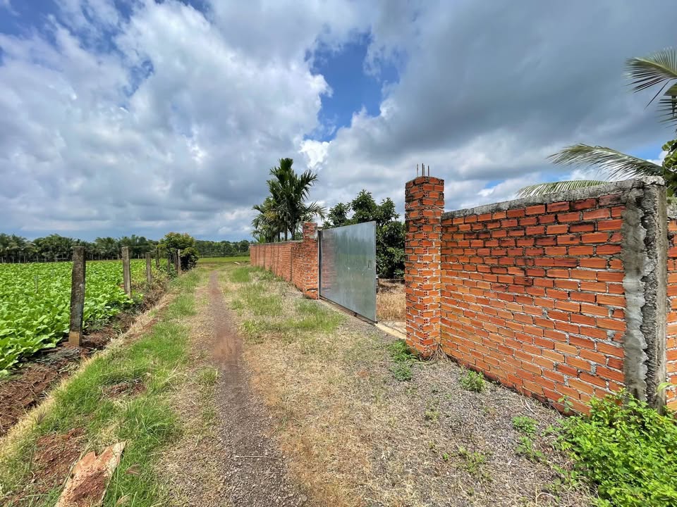 Bán Gấp Nhà Vườn 9000m² Đắk Lắk - Trái Ngọt Quanh Năm, Giá 2.x Tỷ